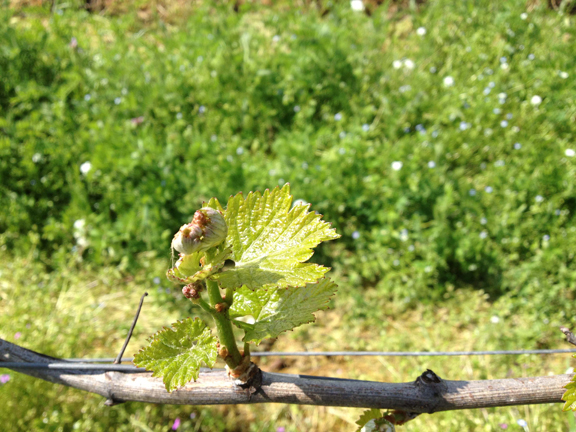 first flower vineyard